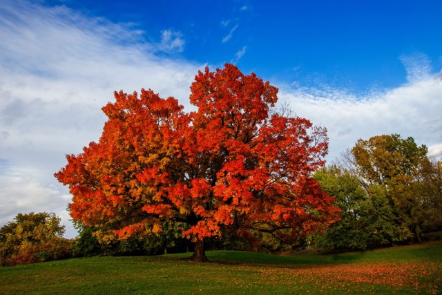 Сахарный клен (Acer saccharum)
