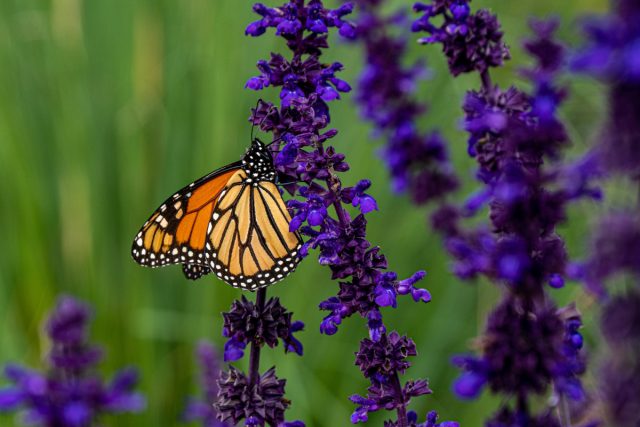 Шалфей (Salvia) Шалфей (Salvia)