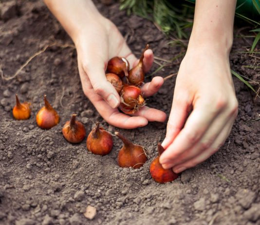 Сроки высадки луковичных в цветнике. Когда и как лучше сажать? - Цветы многолетние Сроки высадки луковичных в цветнике. Когда и как лучше сажать?