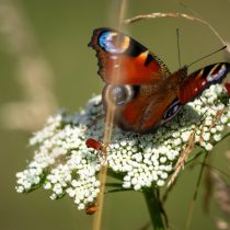 Тысячелистник (Achillea) Тысячелистник (Achillea)