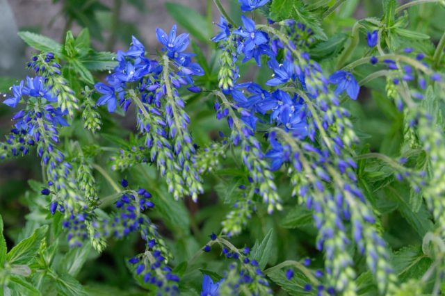 Вероника австрийская (Veronica austriaca)