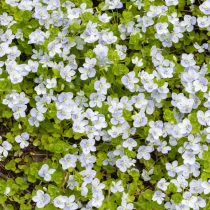 Вероника нитевидная (Veronica filiformis)