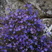 Вероника цветоножковая (Veronica peduncularis)