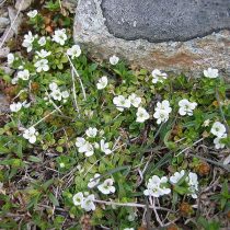 Вероника ползучая (Veronica repens)