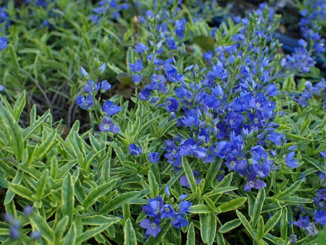 Вероника простёртая (Veronica prostrata)