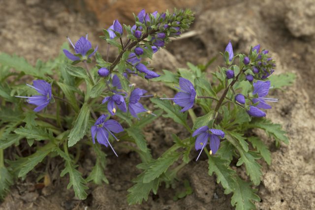 Вероника Шмидта (Veronica schmidtiana)