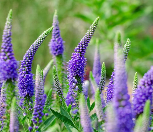 Вероника — невероятно разное растение - Цветник и ландшафт Вероника — невероятно разное растение