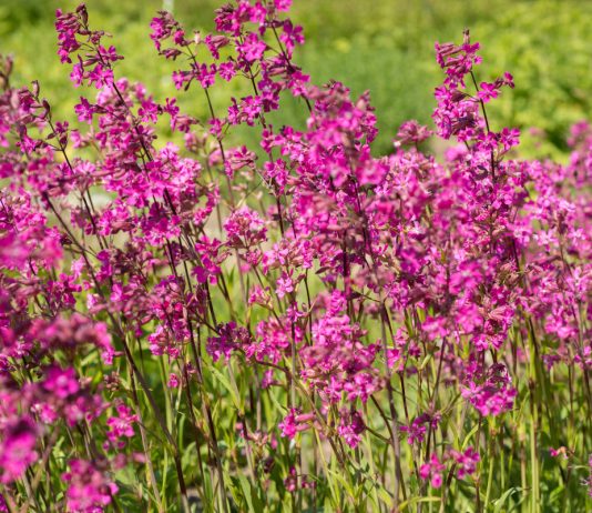 Вискария обыкновенная, или смолка клейкая — прекрасное украшение сада