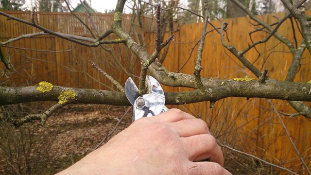 Срез необходимо производить хорошо заточенным стерильным секатором, «на кольцо», не оставляя пенька Срез необходимо производить хорошо заточенным стерильным секатором, «на кольцо», не оставляя пенька