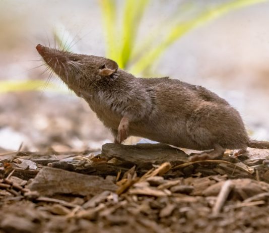 Землеройки - друзья, а не враги!
