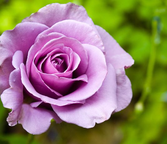 Посадка саженцев роз