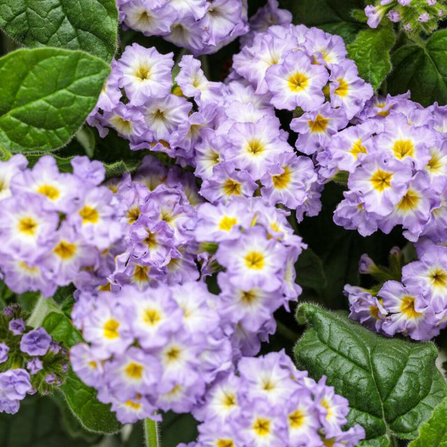 Гелиотроп «Августа Лавендер» (Heliotropium 'Augusta Lavender') Гелиотроп «Августа Лавендер» (Heliotropium 'Augusta Lavender')