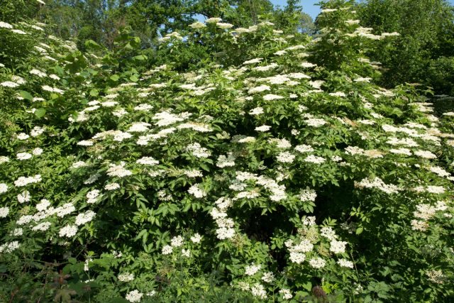 Бузина черная (Sambucus nigra) представляет собой густой крупный кустарник или небольшое дерево до 6 м высотой