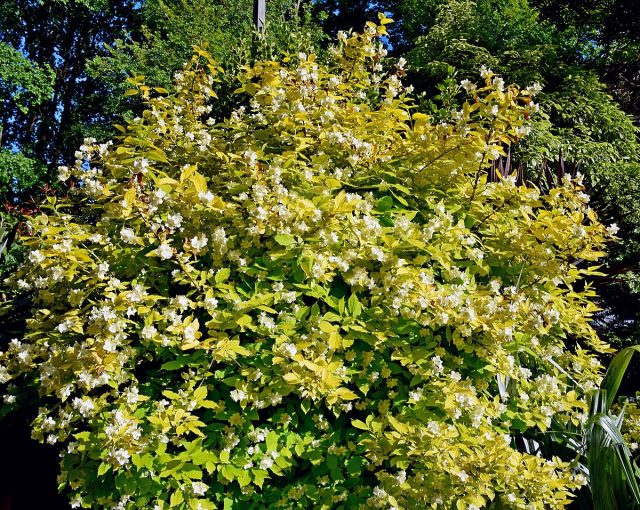Чубушник венечный «Ауреус» (Philadelphus coronarius 'Aureus')