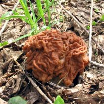 Cтрочок гигантский (Gyromitra gigas)
