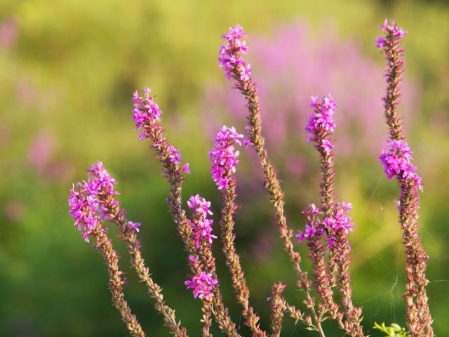 Дербенник иволистный, или пурпурный (Lythrum salicaria) Дербенник иволистный, или пурпурный (Lythrum salicaria)