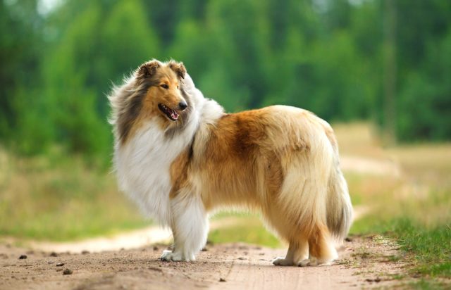 Длинношерстный колли