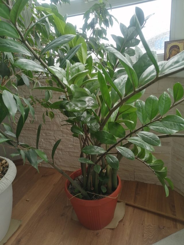 Приключения Замиокулькаса
