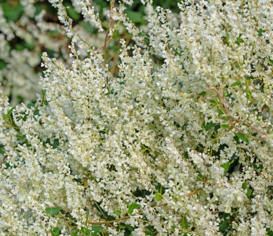 Горец — могучий и многоликий. Виды и особенности растения