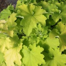 Гейхера «Гуакамоле» (Heuchera 'Guacamole')