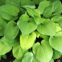 Хоста «Аугуст мун» (Hosta 'August Moon')