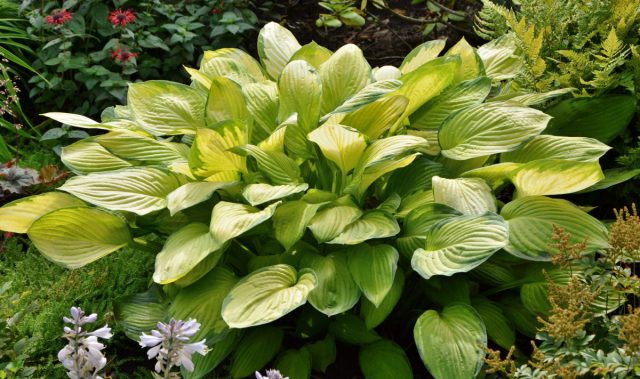 Хоста «Голд стандарт» (Hosta 'Gold Standart')