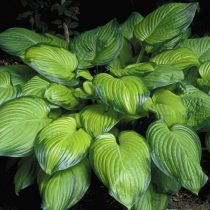 Хоста «Гуакамоле» (Hosta 'Guacamole')