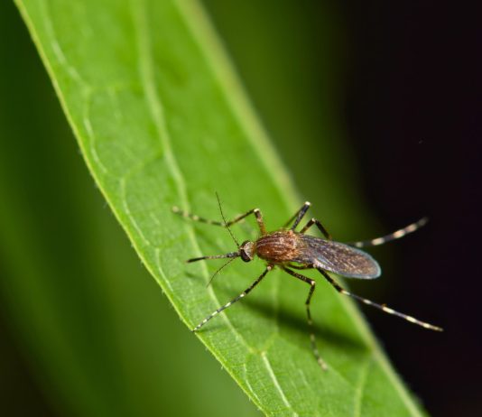Как избавить свой участок от комаров экологичными методами? - Животные Как избавить свой участок от комаров экологичными методами