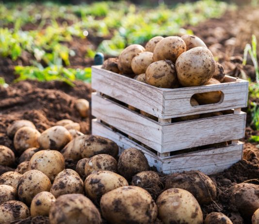 Как получить больше картофеля? - ООО «НПЦ РОДЕМОС» Как получить больше картофеля?