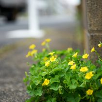 Кислица рожковая (Oxalis corniculata)