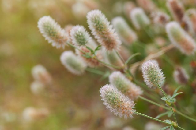 Клевер кошачий (Trifolium arvense), или клевер пашенный