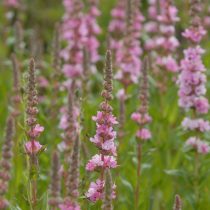 Дербенник «Блаш» (Lythrum 'Blush') Дербенник «Блаш» (Lythrum 'Blush')
