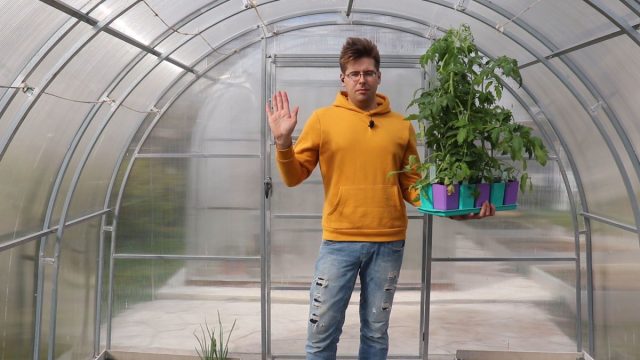 Переросшая рассада — как высадить такие растения на новое место?