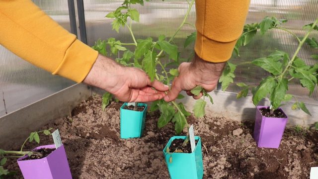 Важный момент: Листья перед высадкой нужно обломать заблаговременно (минимум, за 2-3 часа), чтобы места повреждений успели подсохнуть