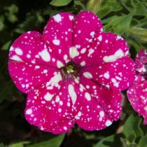 Петуния «Бэби долл» (Petunia 'Baby doll') Петуния «Бэби долл» (Petunia 'Baby doll')
