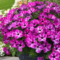 Петуния «Циркус Скай» (Petunia 'Circus Sky') Петуния «Циркус Скай» (Petunia 'Circus Sky')