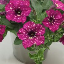 Петуния «Феймос Кармин Скай» (Petunia 'Famous Carmine Sky') Петуния «Феймос Кармин Скай» (Petunia 'Famous Carmine Sky')