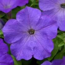 Петуния «Лавендер Скай» (Petunia 'Lavender Sky') Петуния «Лавендер Скай» (Petunia 'Lavender Sky')