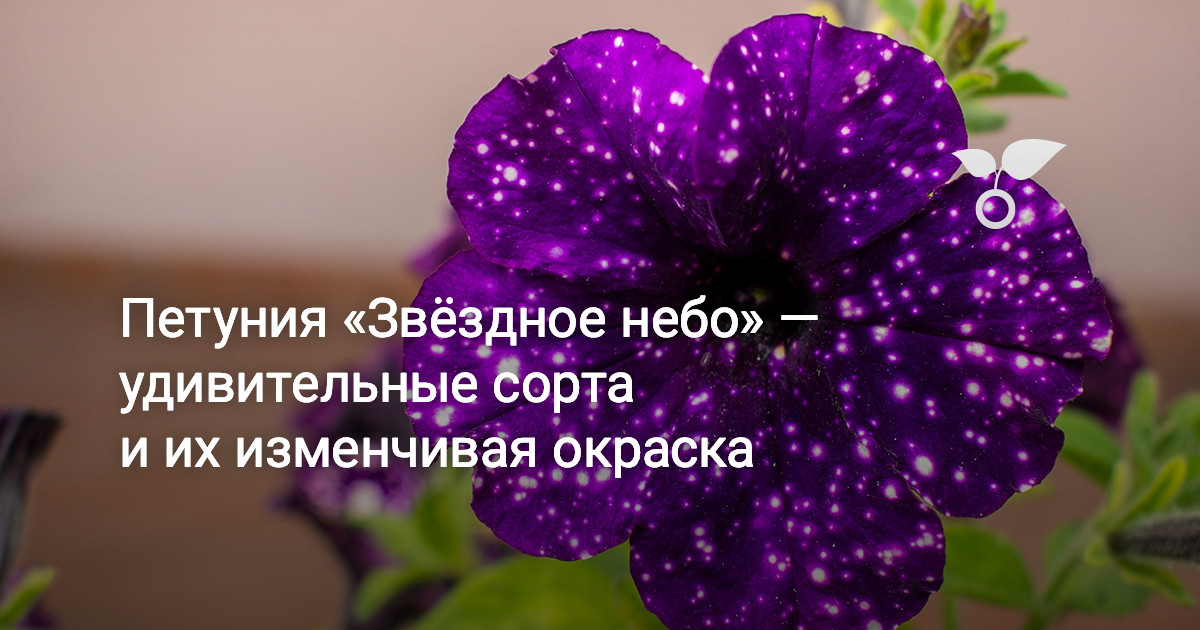 イニ　 ムーンナイトブルー、オーロラパープル Петуния «Звёздное небо» — удивительные сорта и их изменчивая