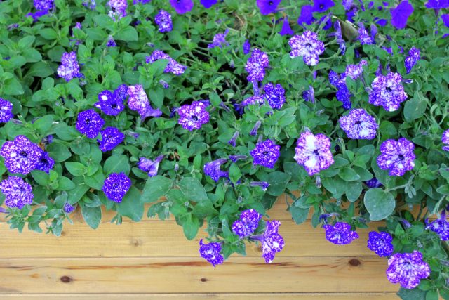 Петуния «Гэлакси» (Petunia 'Galaxy'), или петуния «Найт Скай» (Petunia 'Night Sky') Петуния «Гэлакси» (Petunia 'Galaxy'), или петуния «Найт Скай» (Petunia 'Night Sky')