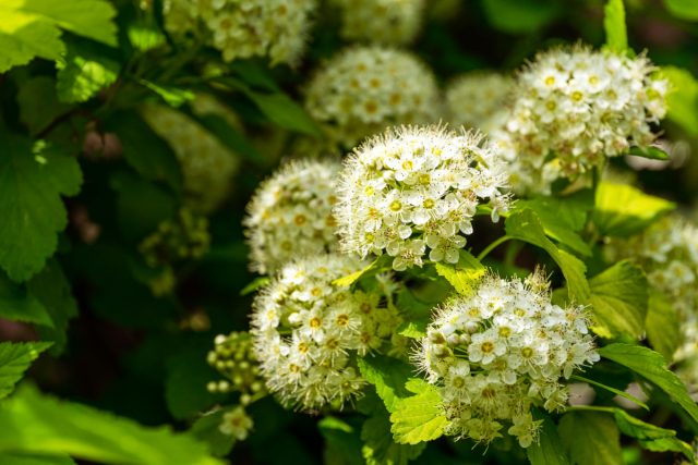 Пузыреплодник калинолистный «Нуггет» (Physocarpus opulifolius 'Nugget')