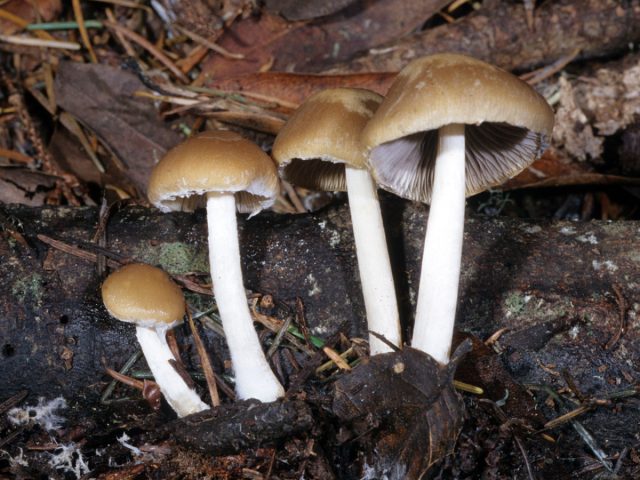 Псатирелла Кандолля (Psathyrella candolleana)