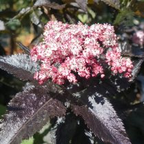 Бузина «Блэк Тауэр» (Sambucus nigra 'Black Tower')