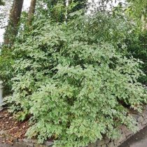 Бузина «Маргината» (Sambucus nigra 'Marginata')