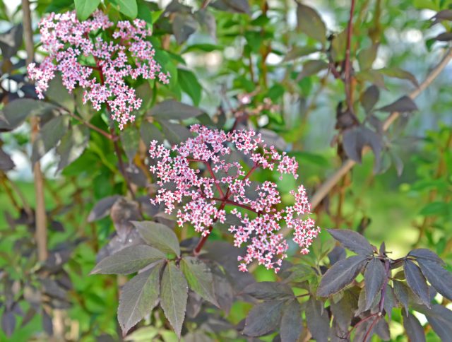Бузина «Блэк Бьюти» (Sambucus nigra 'Black Beauty')