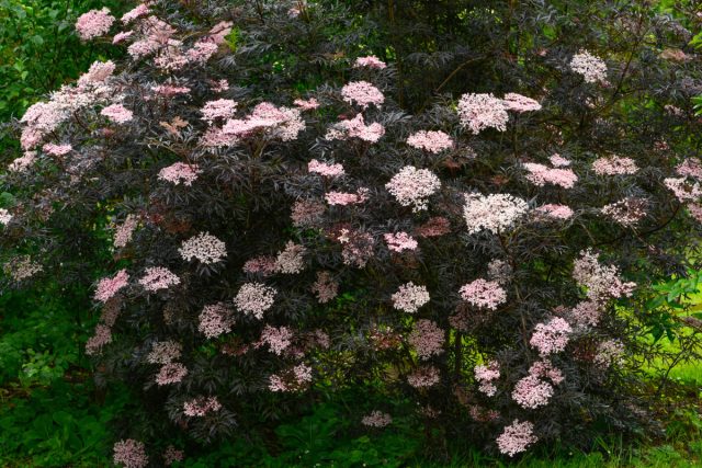 Бузина черная «Блэк Лейс» (Sambucus nigra 'Black Lace')