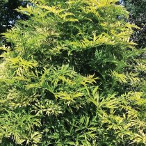 Бузина «Голден Тауэр» (Sambucus nigra 'Golden Tower')