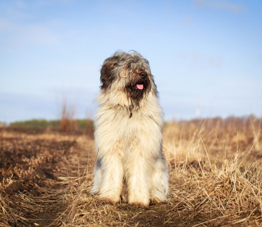 Собаки для фермерского хозяйства — породы и их особенности - Животные Собаки для хозяйства — породы и их особенности