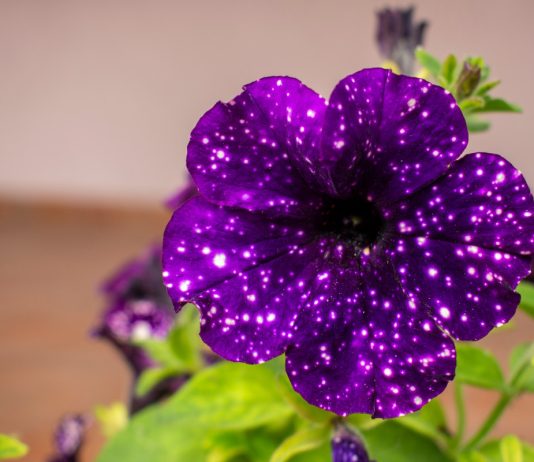 Петуния «Звёздное небо» — удивительные сорта и их изменчивая окраска