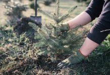 Советы по весенней посадке. Как сажать деревья и кустарники весной?